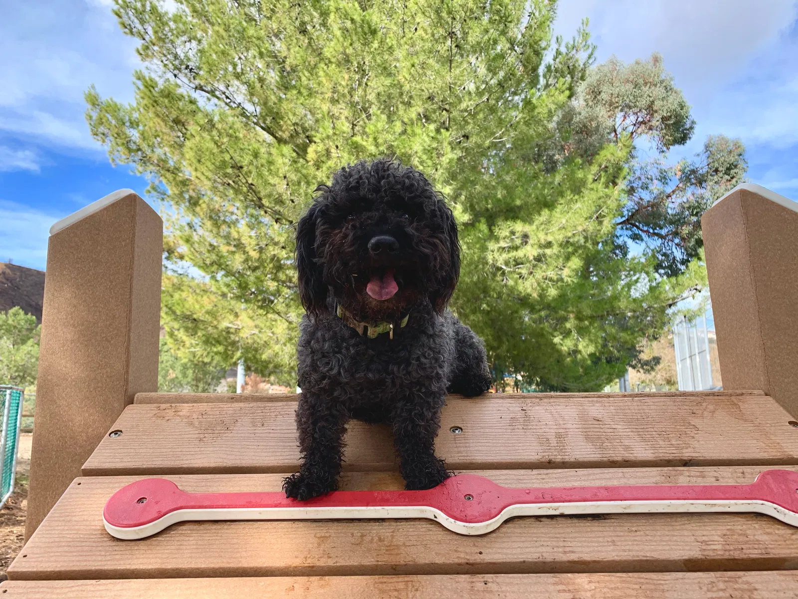 Lost dog in Lake Elsinore, CA, 92530