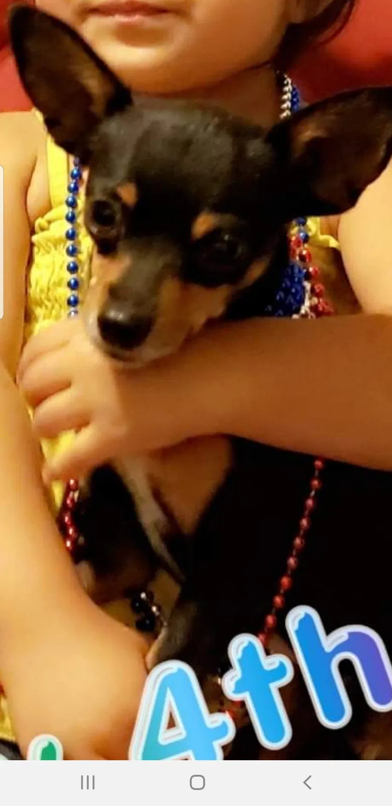 Lost dog in Phoenix, AZ, 85035