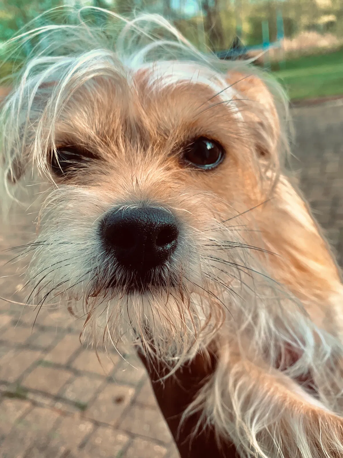 Lost dog in Ledgewood, NJ, 7852