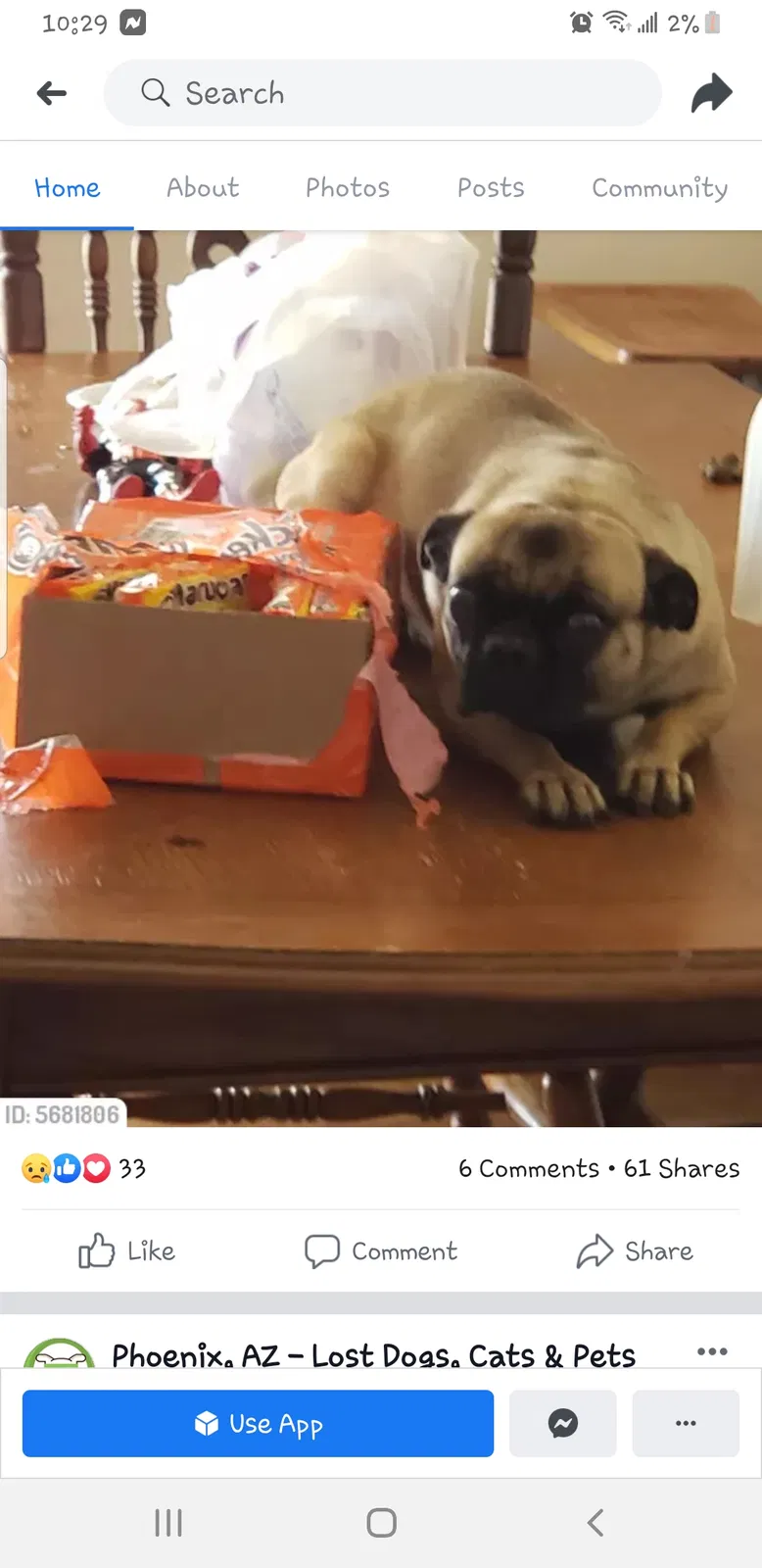 Lost dog in Phoenix, AZ, 85035