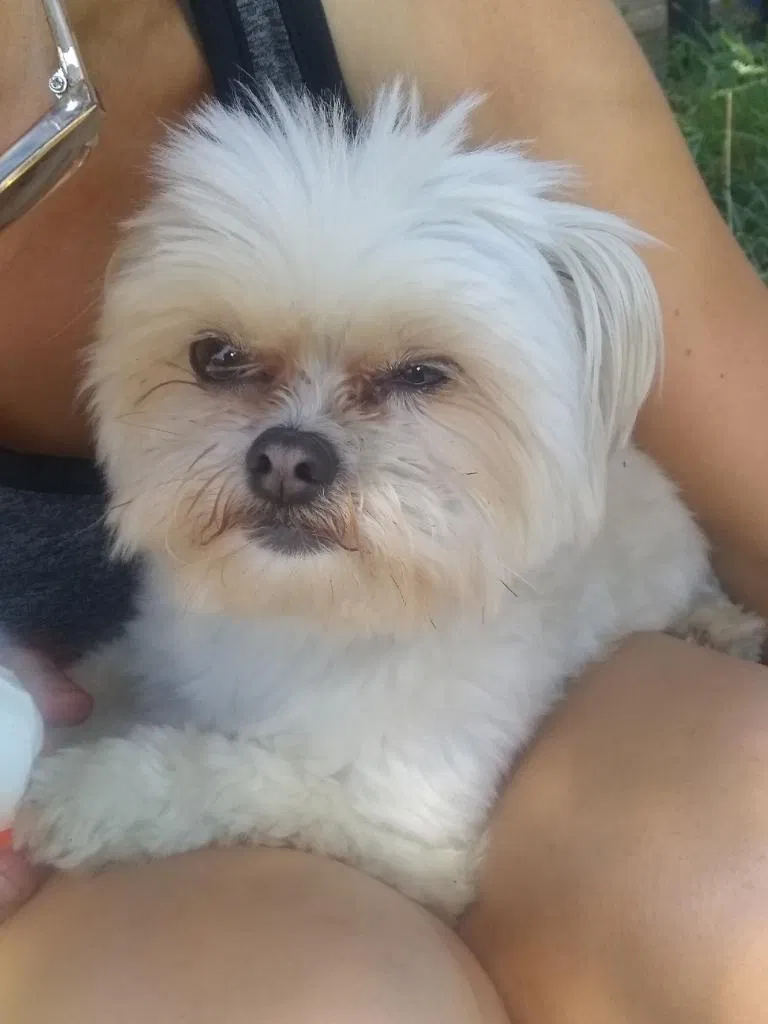 Lost dog in Chicago, IL, 60651