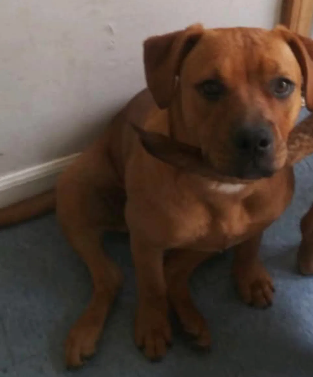 Lost dog in Waterford, MI, 48328