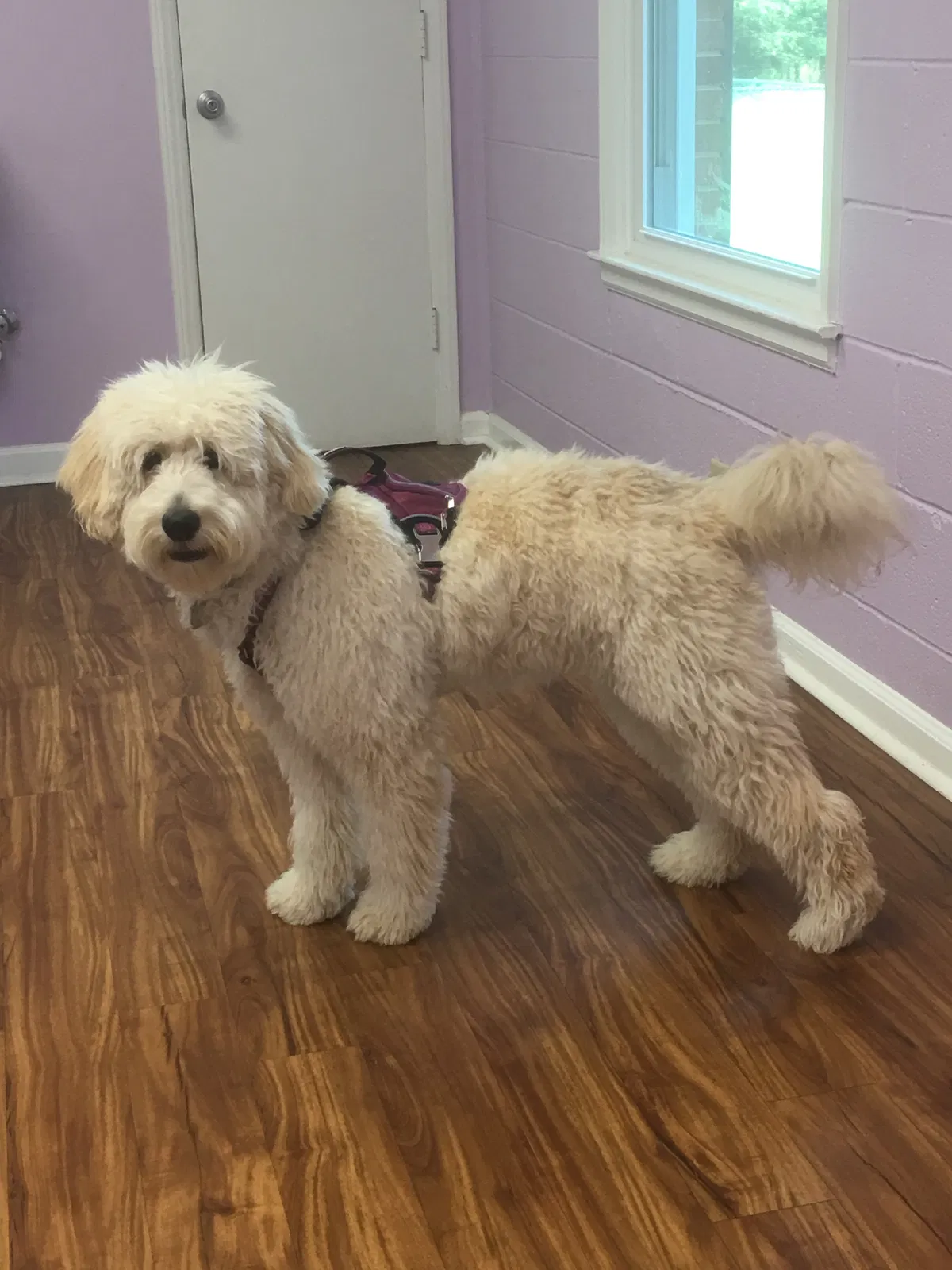 Lost dog in Pittsboro, NC, 27312