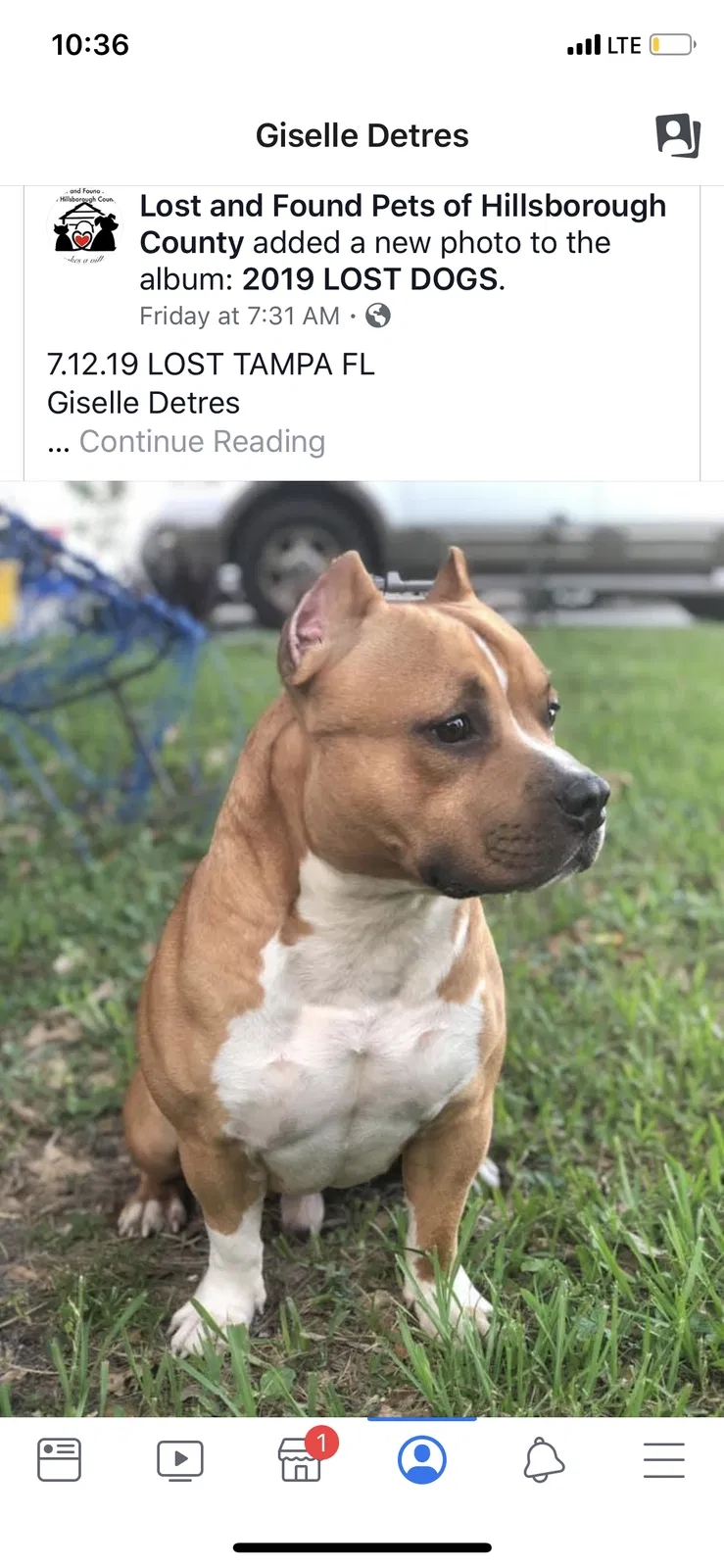 Lost dog in Tampa, FL, 33619