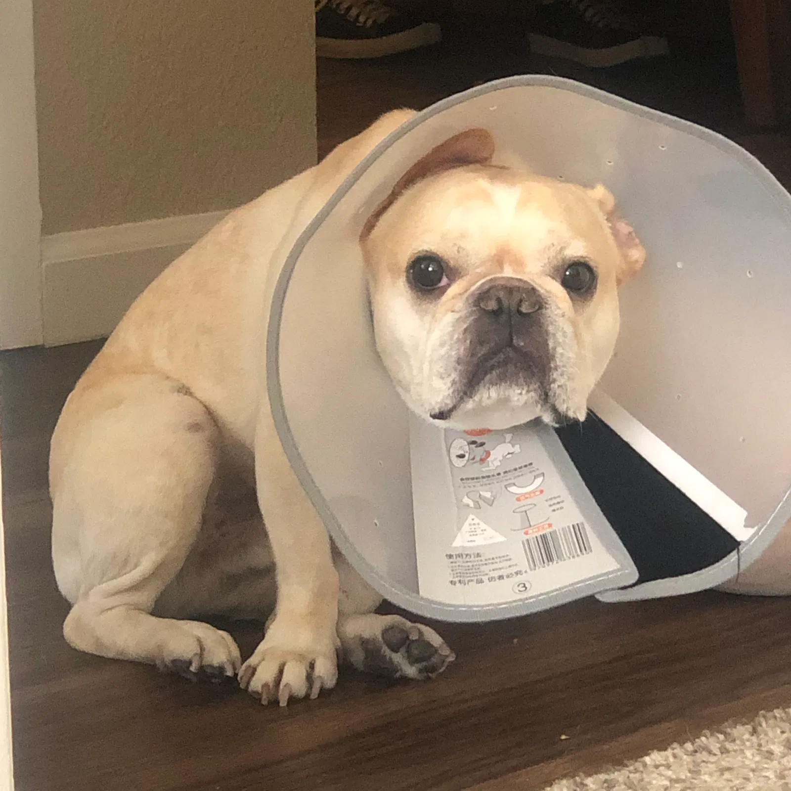 Lost dog in San Mateo, CA, 94404