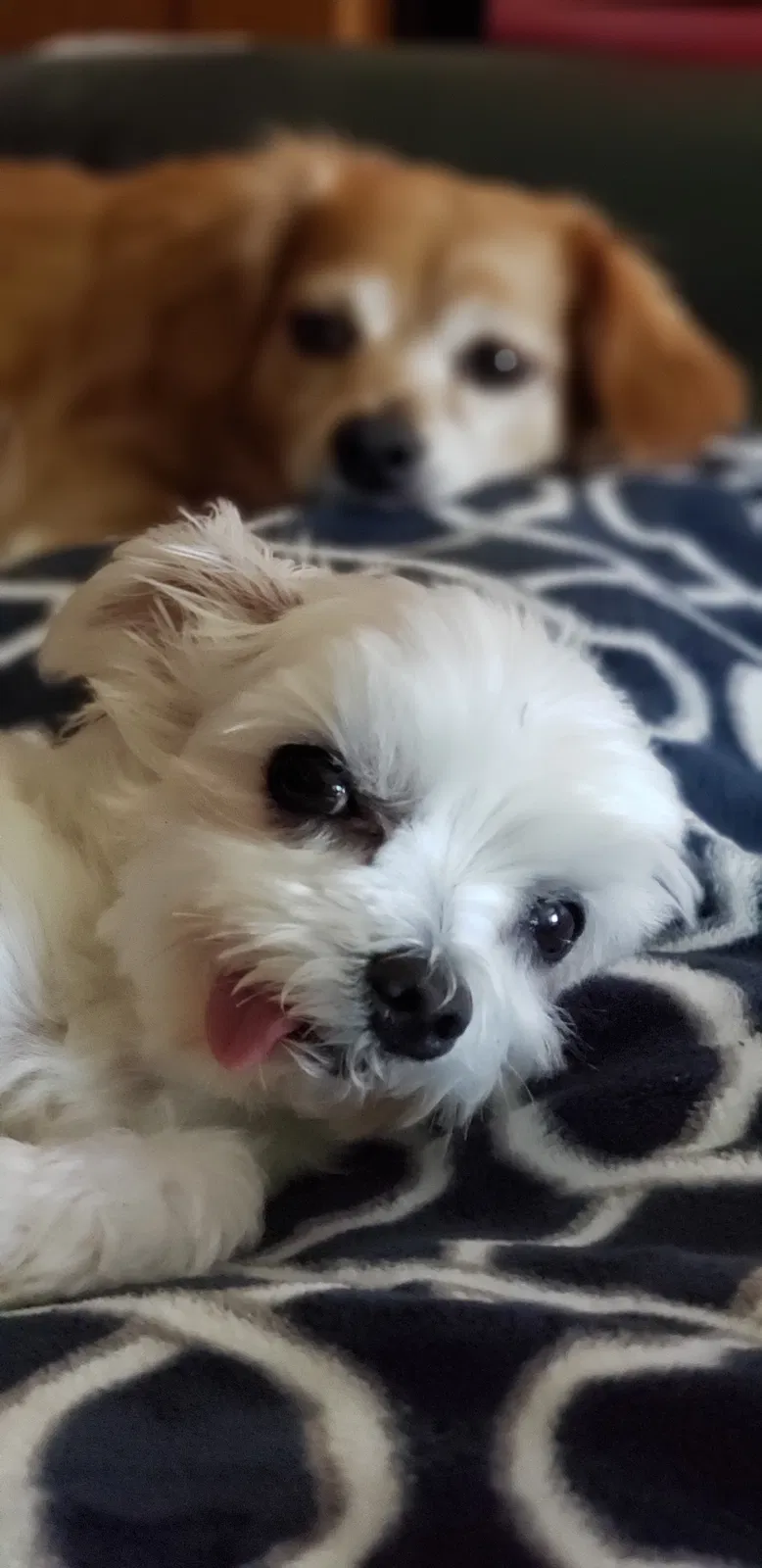 Lost dog in Clarksburg, CA, 95612