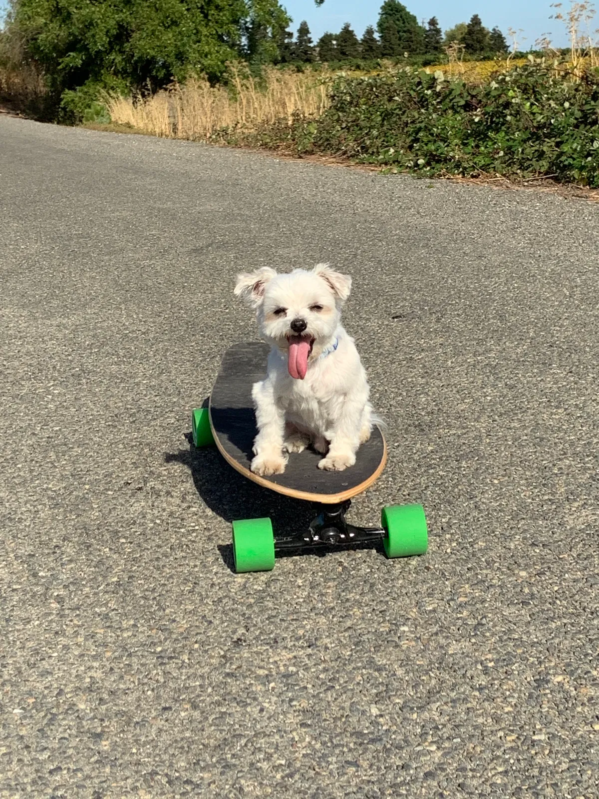 Lost dog in Clarksburg, CA, 95612