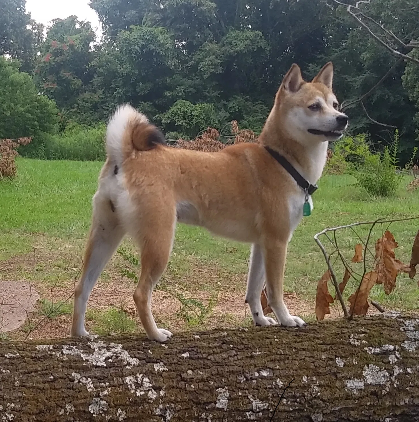 Lost dog in Rogersville, AL, 35652