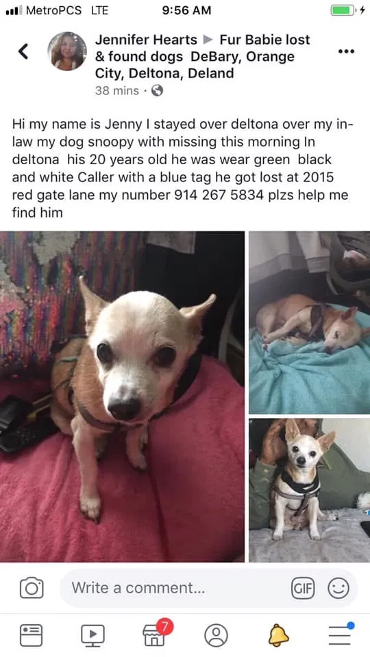 Lost dog in Deltona, FL, 32738