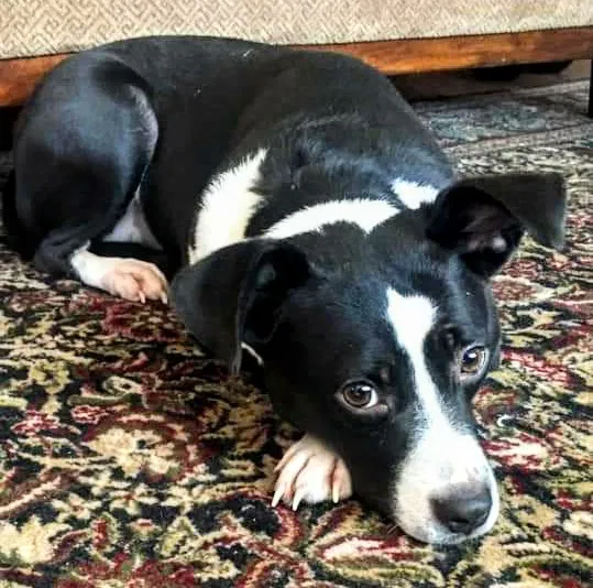 Lost dog in Batesburg, SC, 29006
