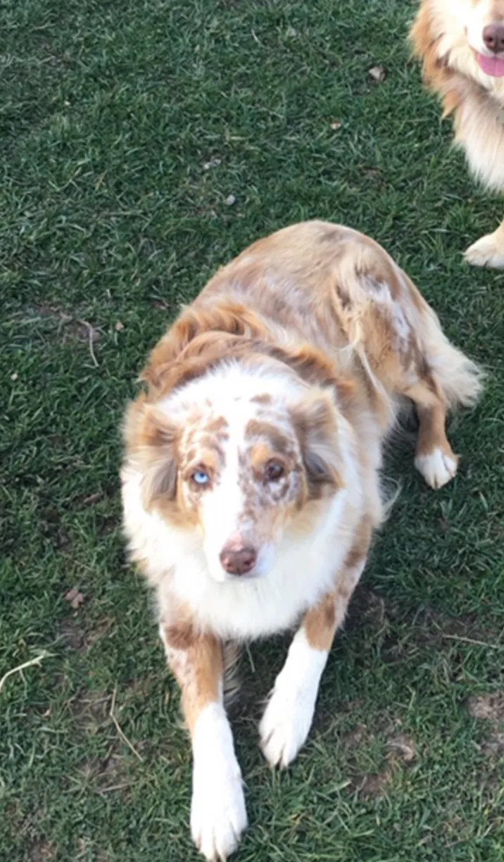 Lost dog in Kingsport, TN, 37663