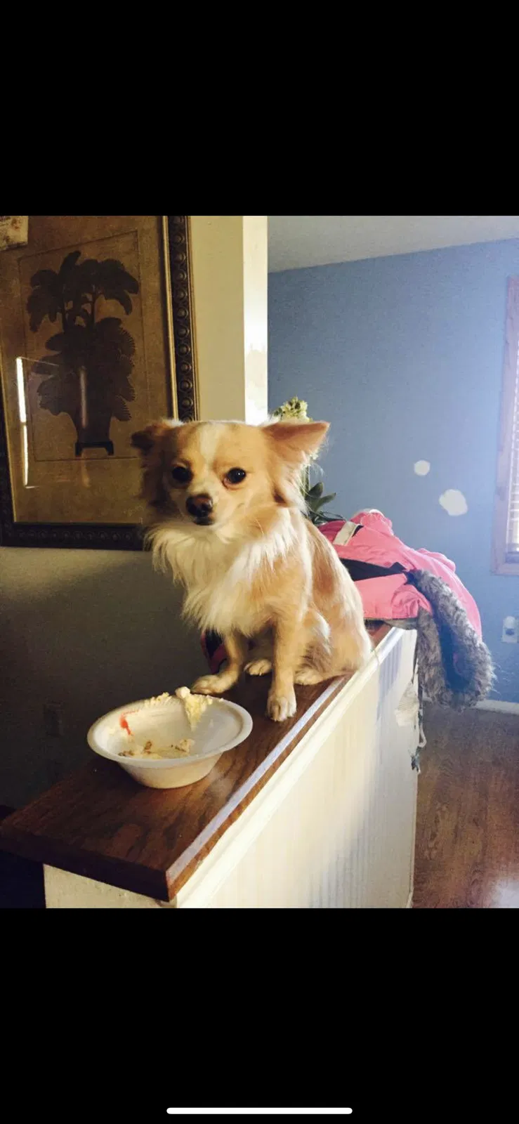 Lost dog in Baytown, TX, 77520