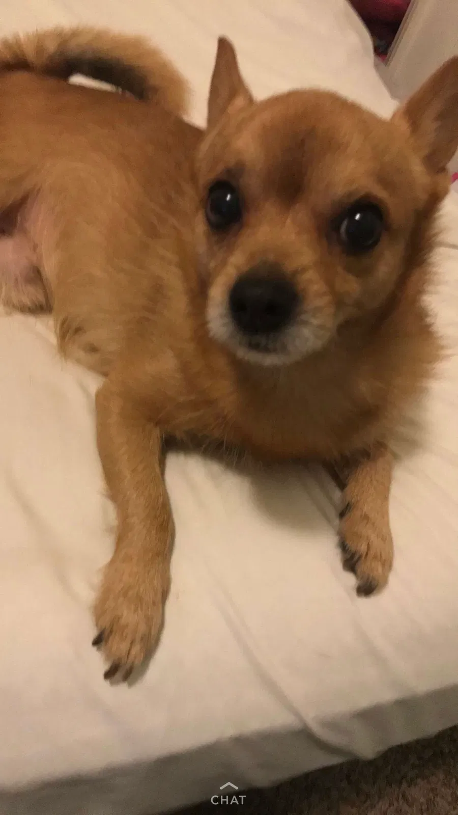 Lost dog in Greensboro, NC, 27409