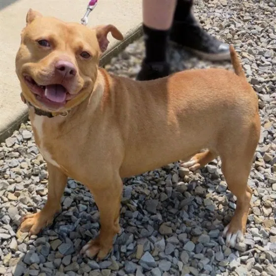 Lost dog in New Florence, PA, 15944