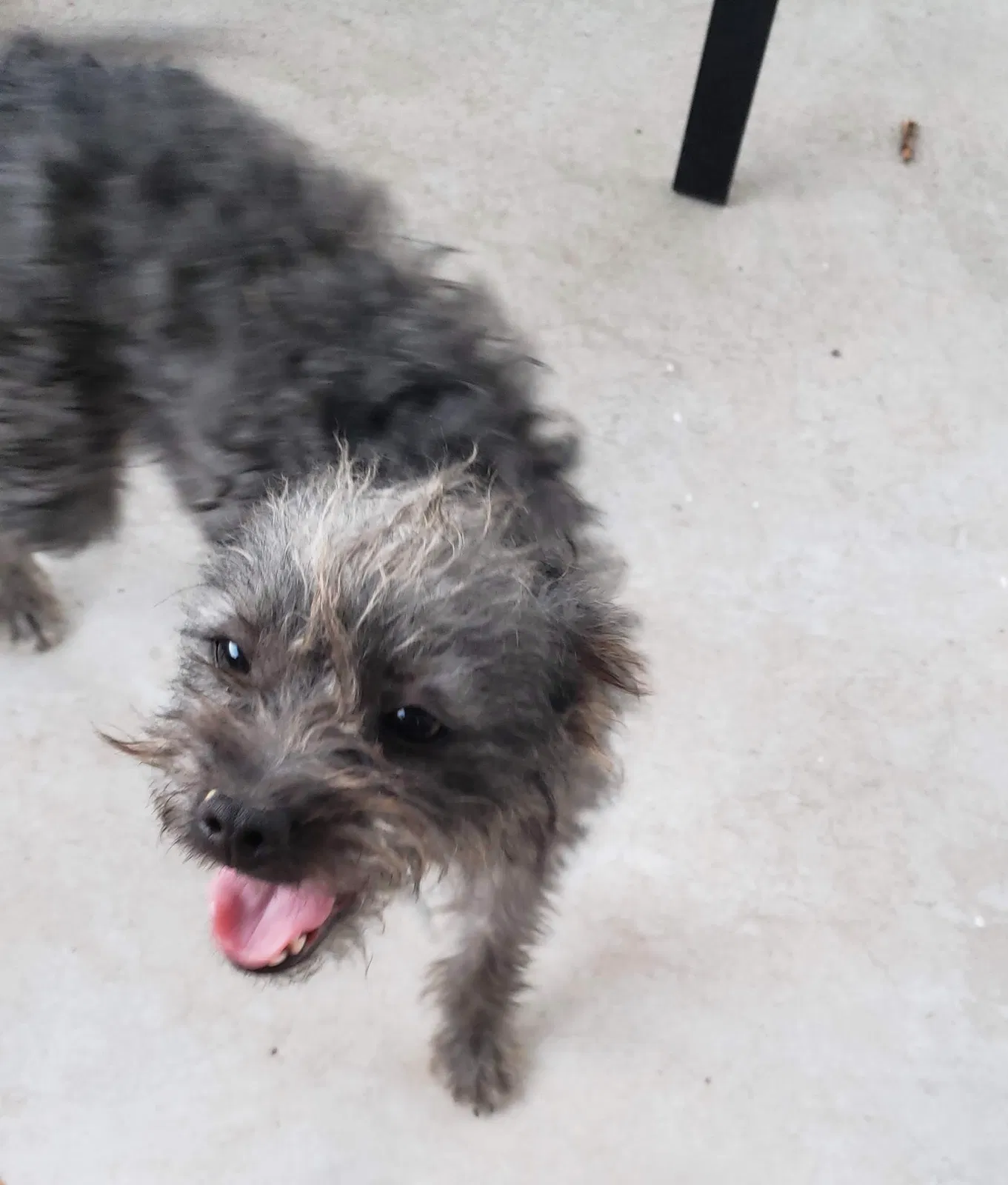 Lost dog in El Paso, TX, 79928