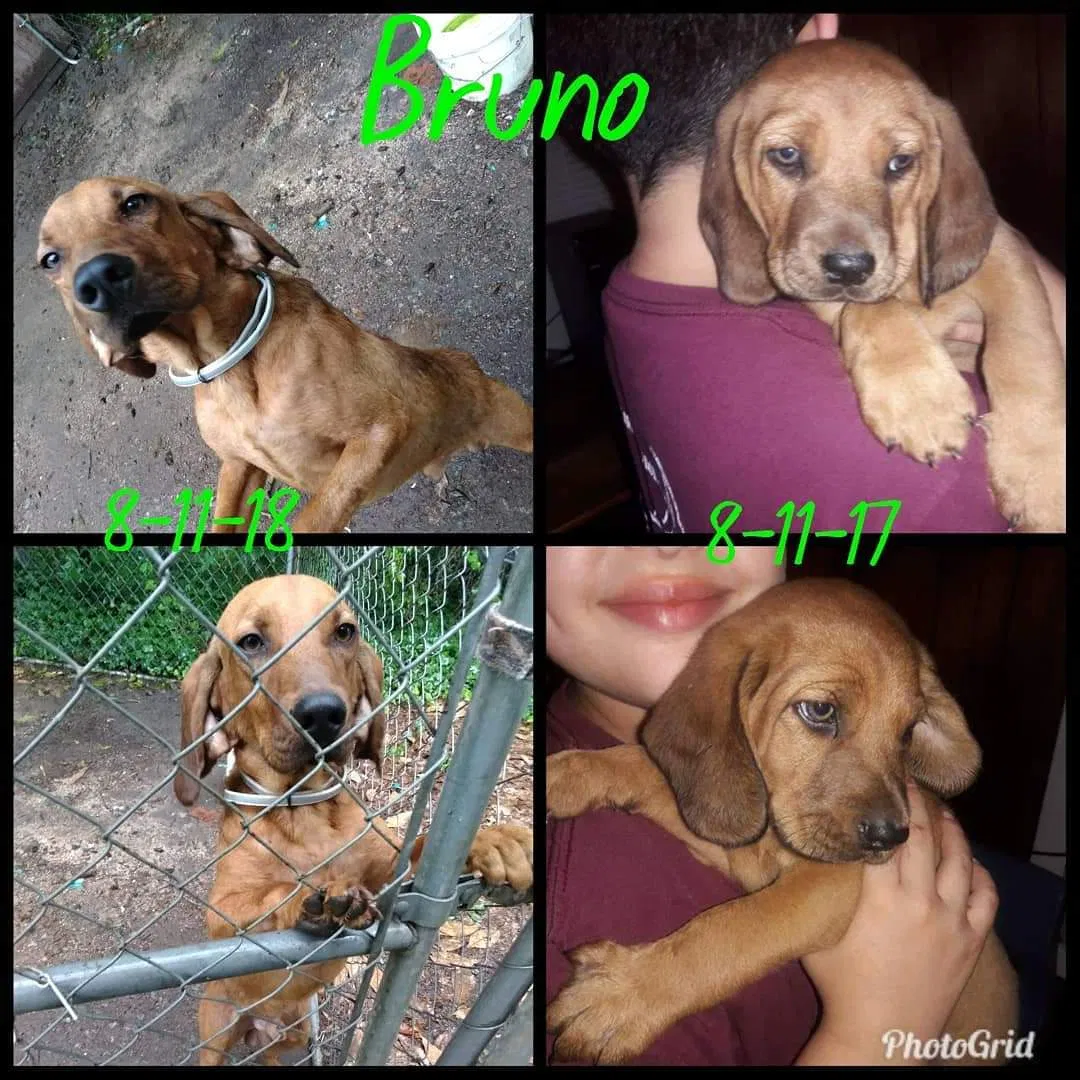 Lost dog in Burlington, NC, 27217