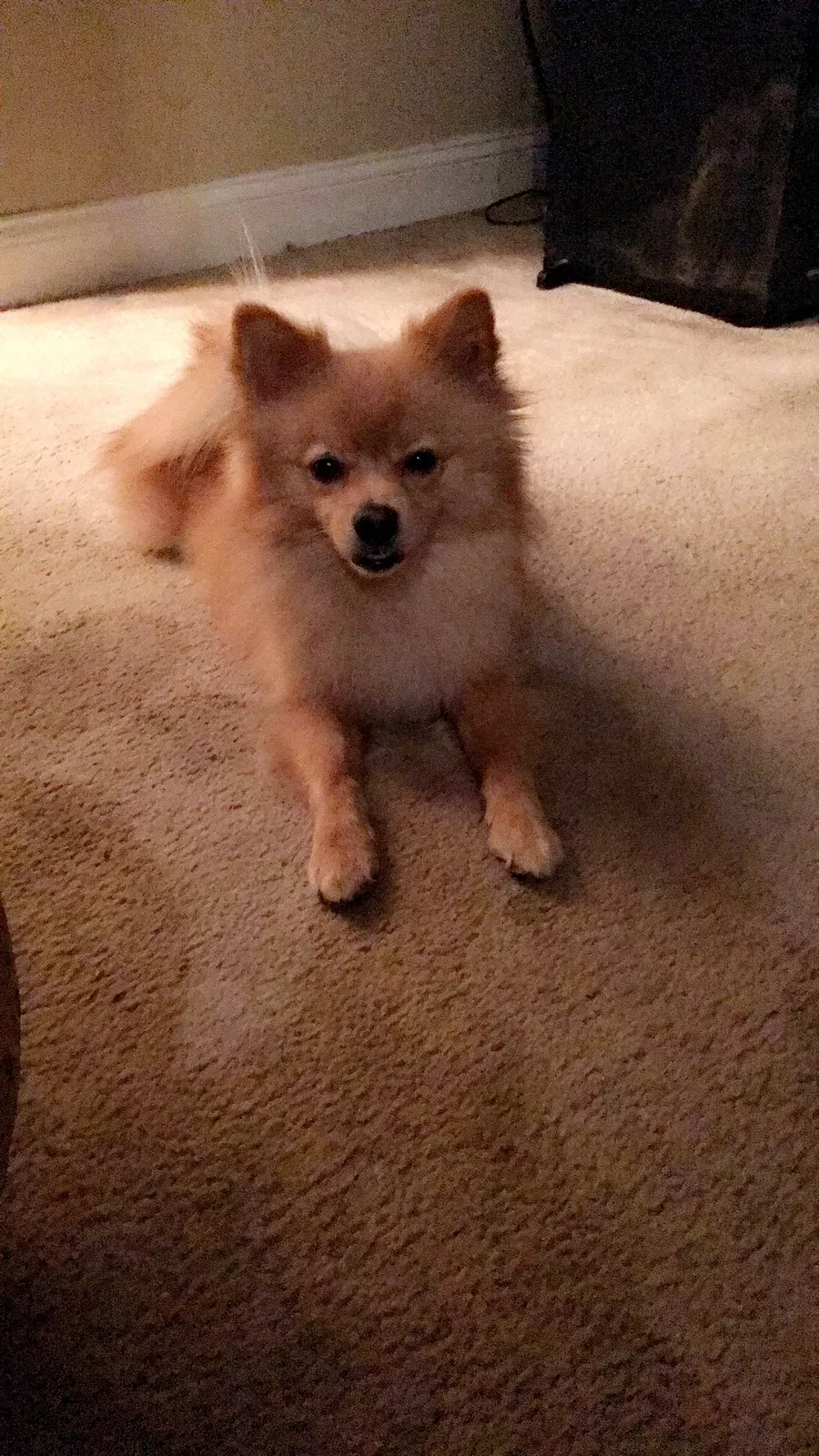Lost dog in Yulee, FL, 32097