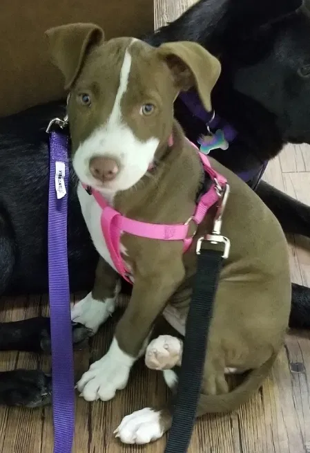 Lost dog in Katy, TX, 77449