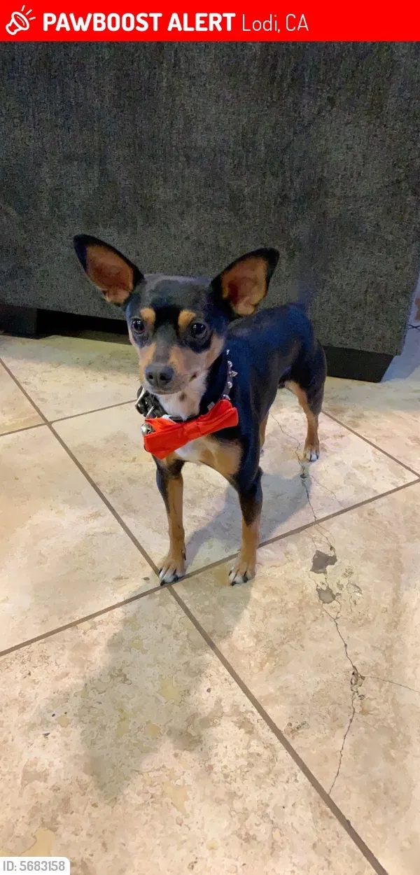 Lost dog in Lodi, CA, 95240