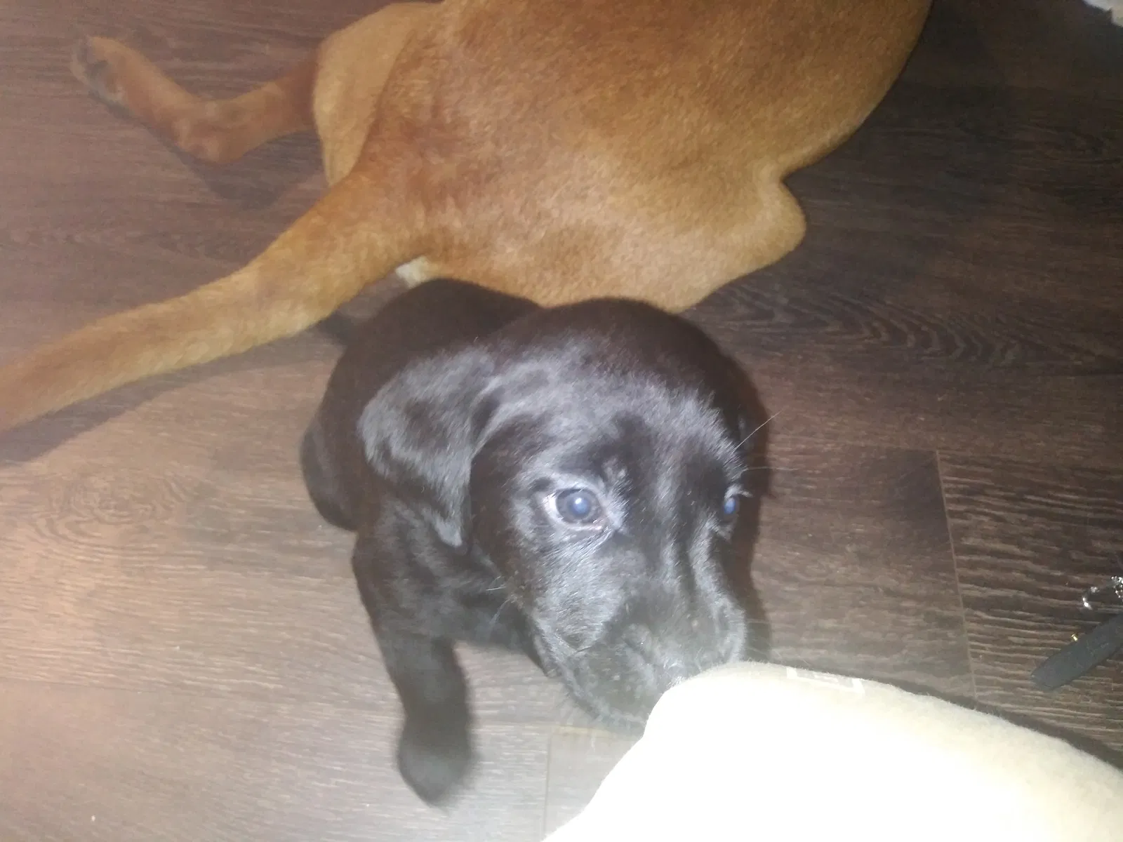 Lost dog in Sand Springs, OK, 74063