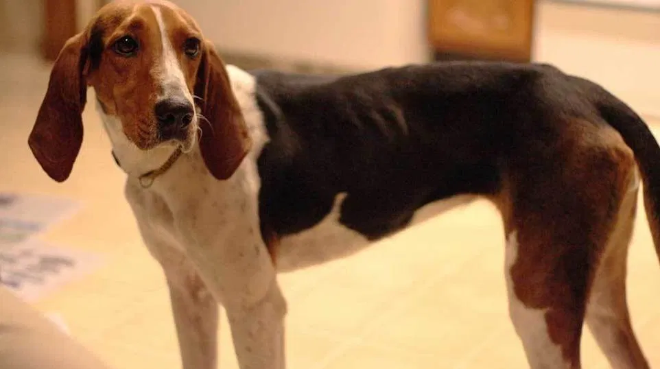 Lost dog in Alexandria, VA, 22312