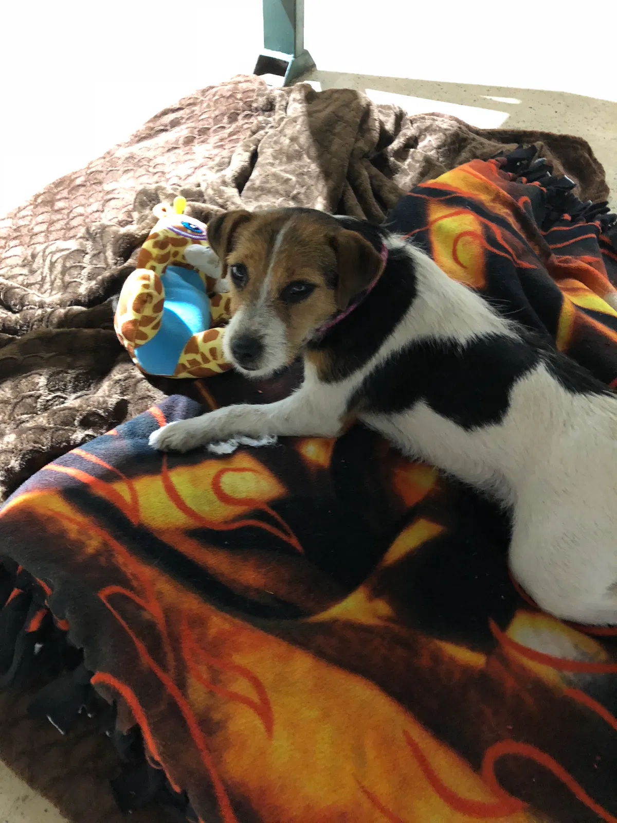 Lost dog in Aitkin, MN, 56431