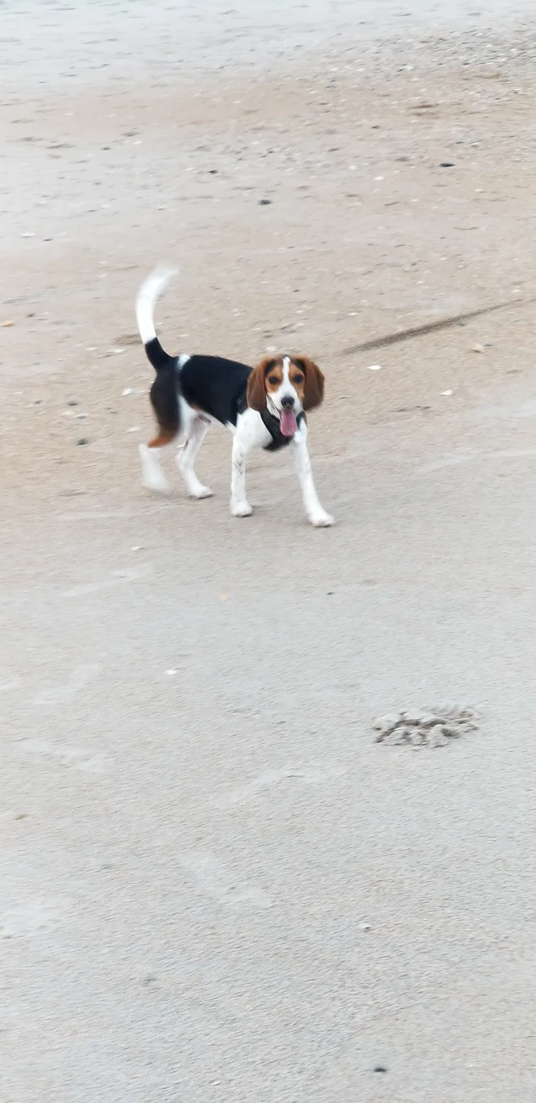 Lost dog in Unknown, NC, 0