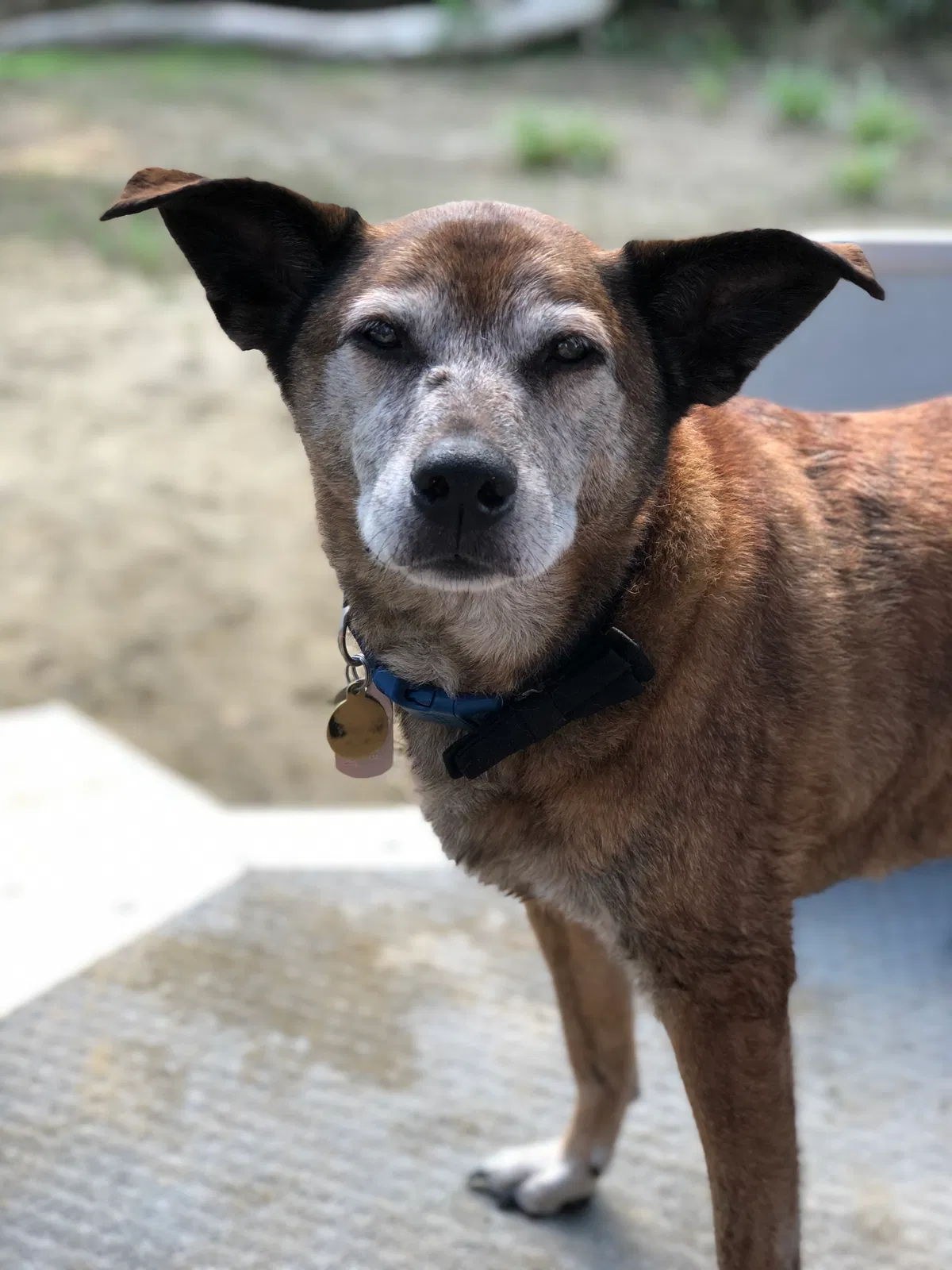 Lost dog in Bedford, OH, 44146