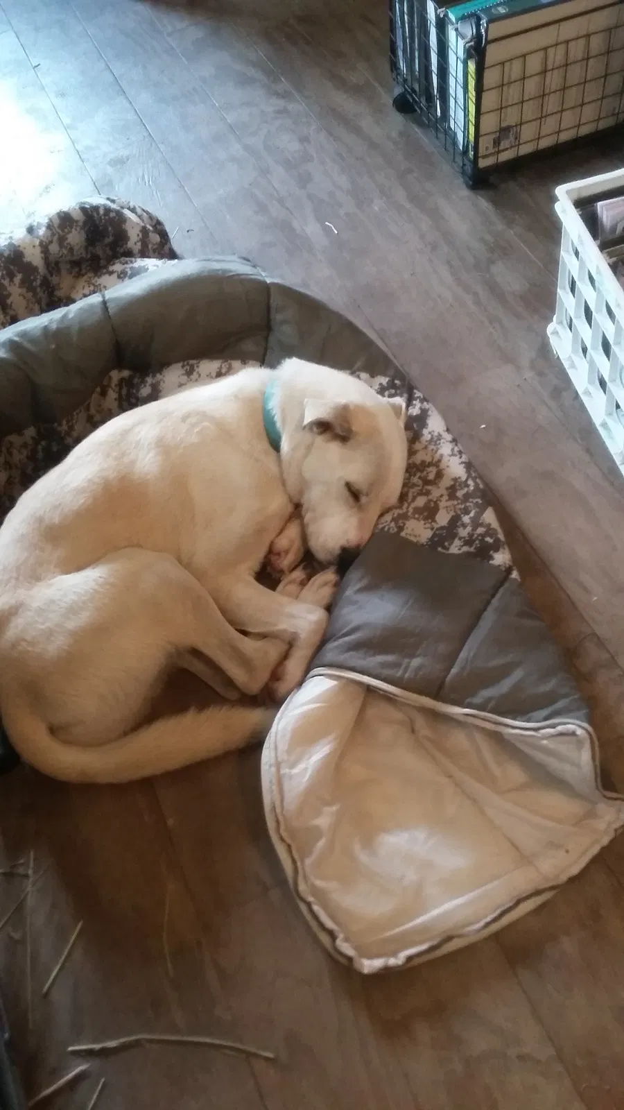 Lost dog in Gulfport, MS, 39503