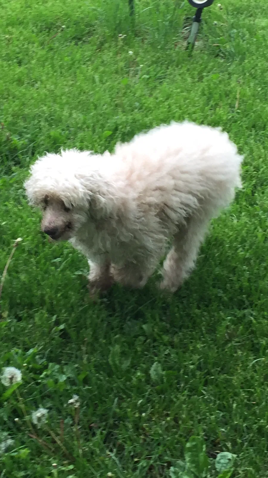 Lost dog in Indianapolis, IN, 46259