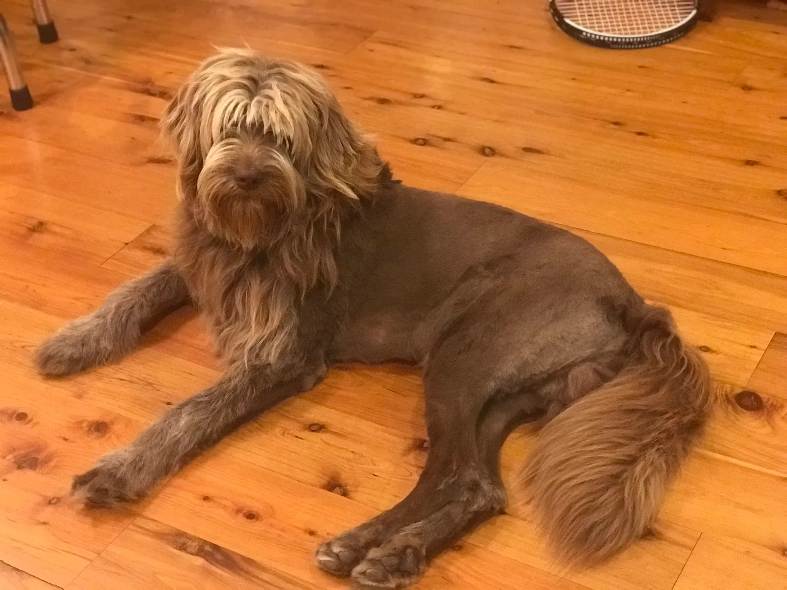 Lost dog in Leland, NC, 28451