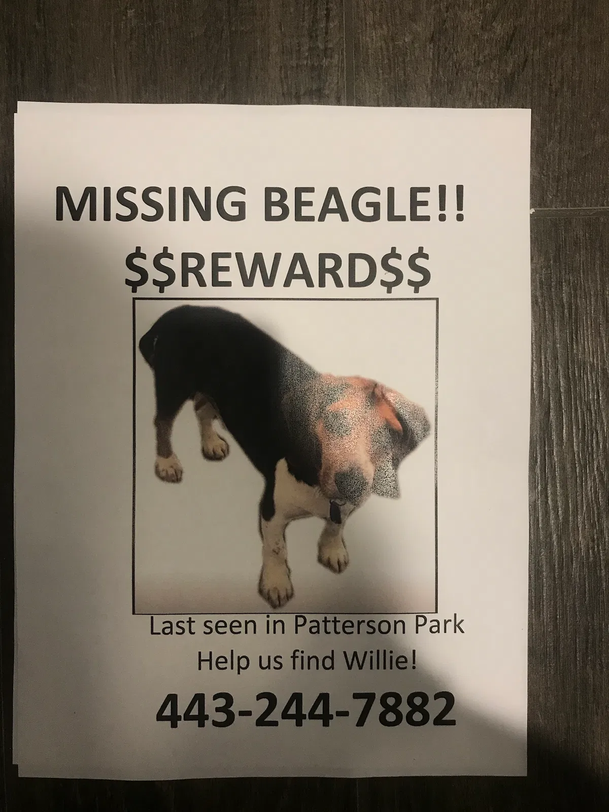 Lost dog in Baltimore, MD, 21231