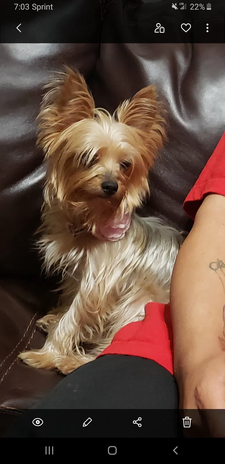 Lost dog in Tucson, AZ, 85746