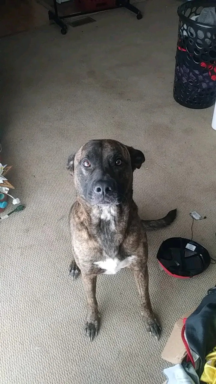 Lost dog in China Grove, NC, 28023