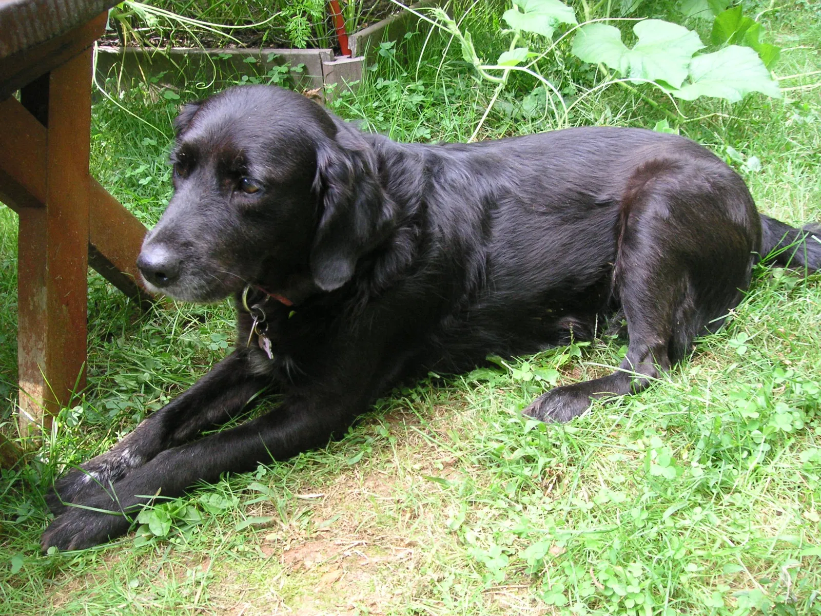 Lost dog in Cullowhee, NC, 28723