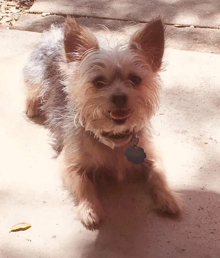 Lost dog in Waco, TX, 76708