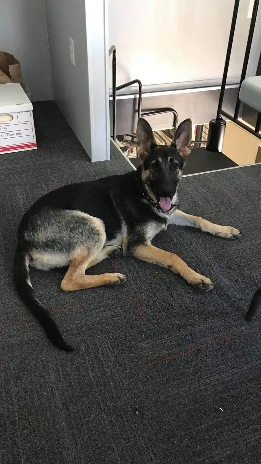 Lost dog in Salem, OR, 97305