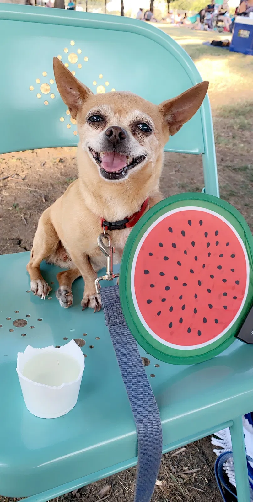 Lost dog in Garland, TX, 75042