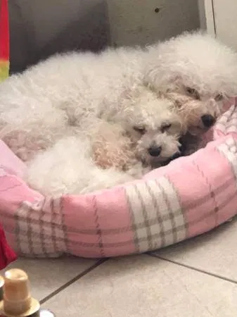 Lost dog in Phoenix, AZ, 85040