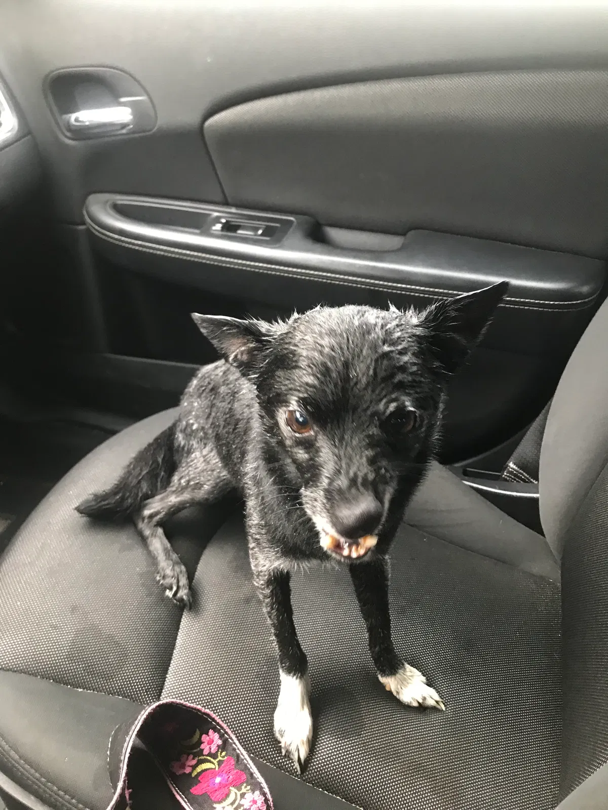 Lost dog in Romeo, MI, 48065