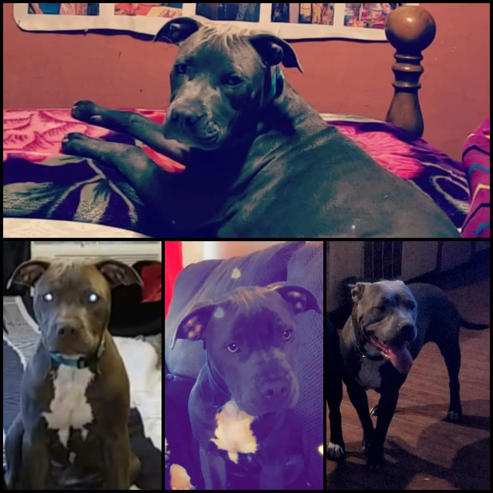 Lost dog in Fort Worth, TX, 76104
