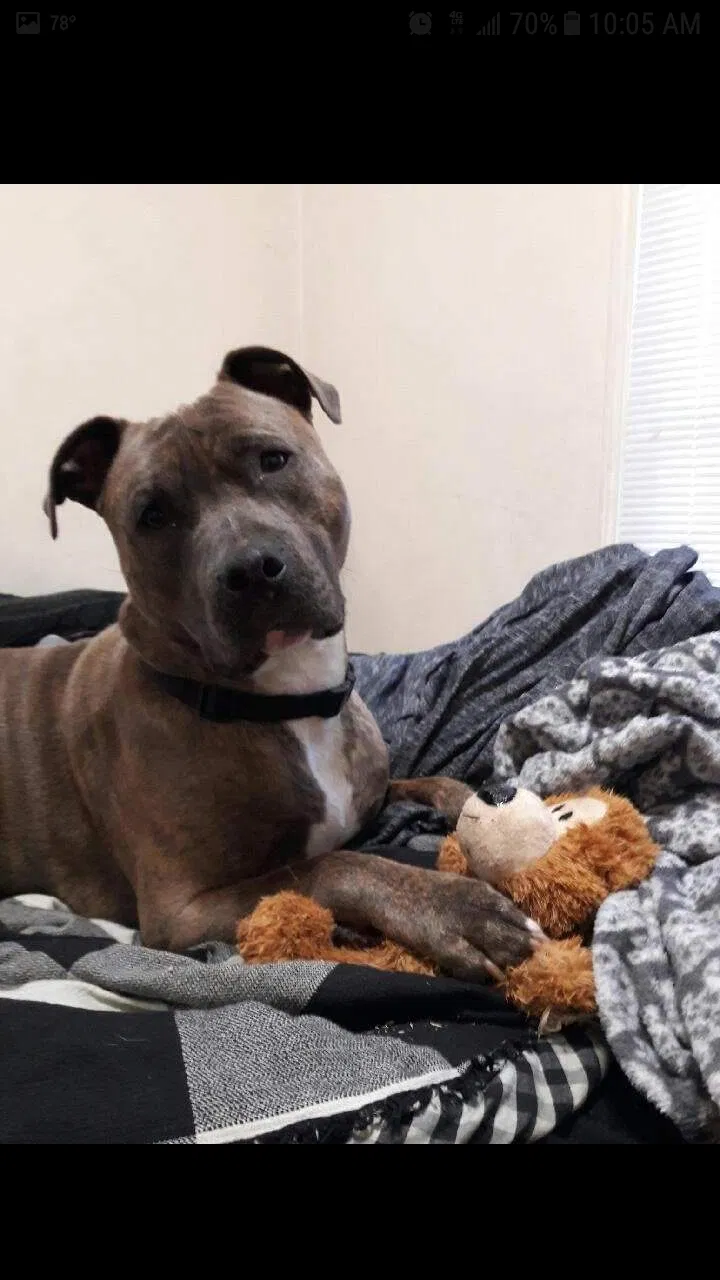 Lost dog in Inkster, MI, 48141