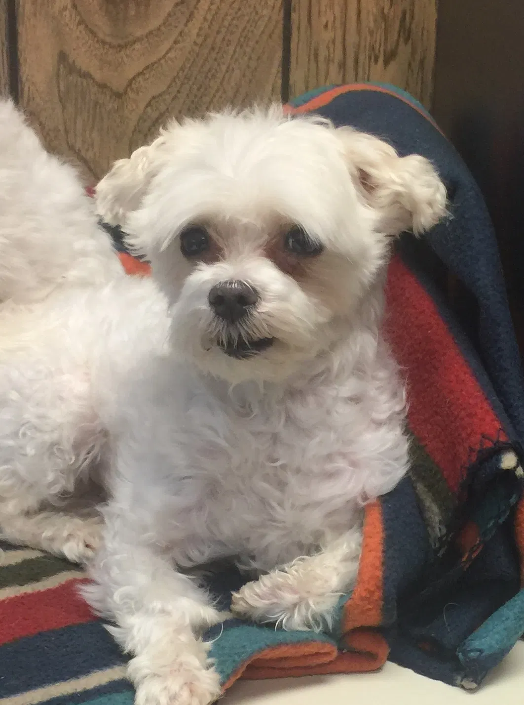 Lost dog in Danville, VA, 24540