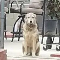 Lost dog in Fontana, CA, 92335