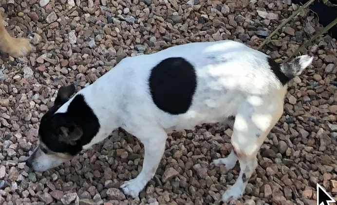 Lost dog in Albuquerque, NM, 87108