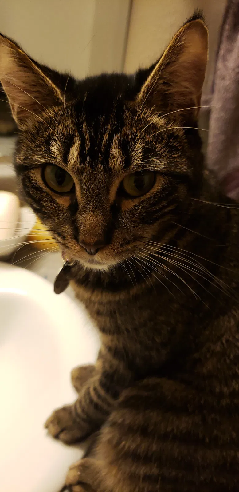 Lost cat in Kirkland, WA, 98034