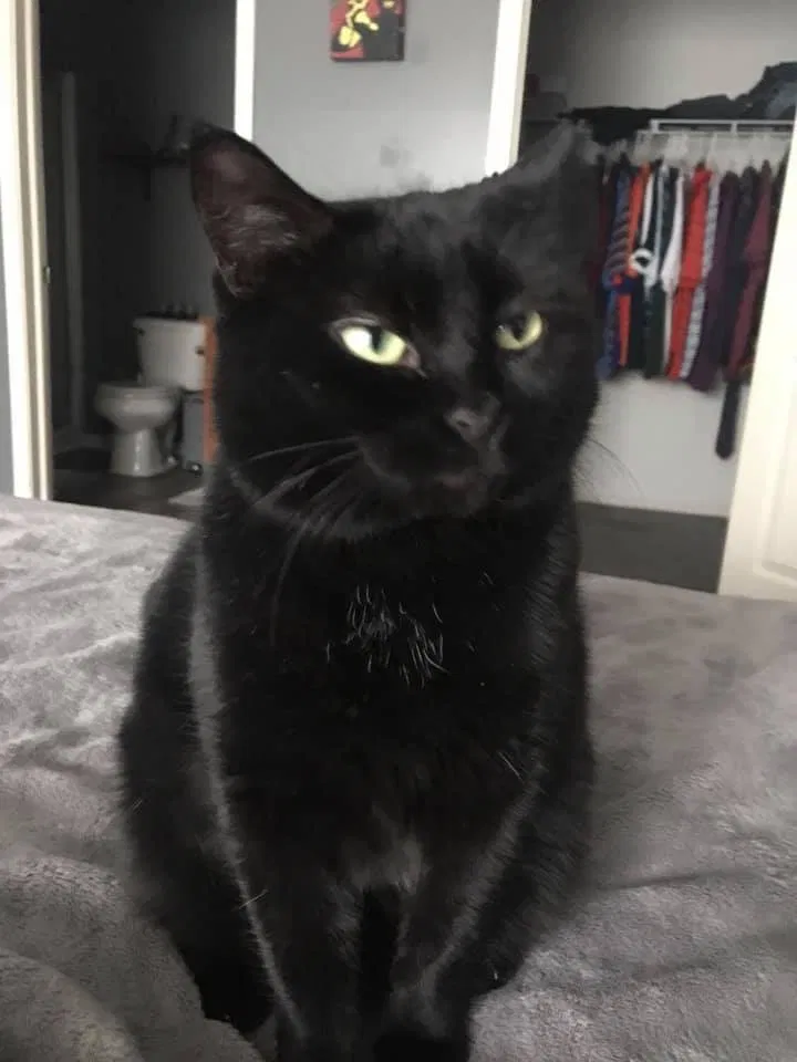 Lost cat in Milford, MI, 48381