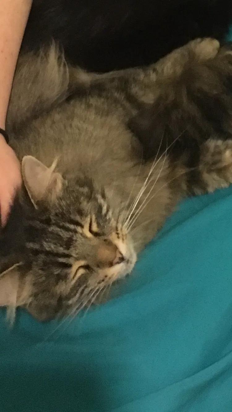 Lost cat in Indianapolis, IN, 46227
