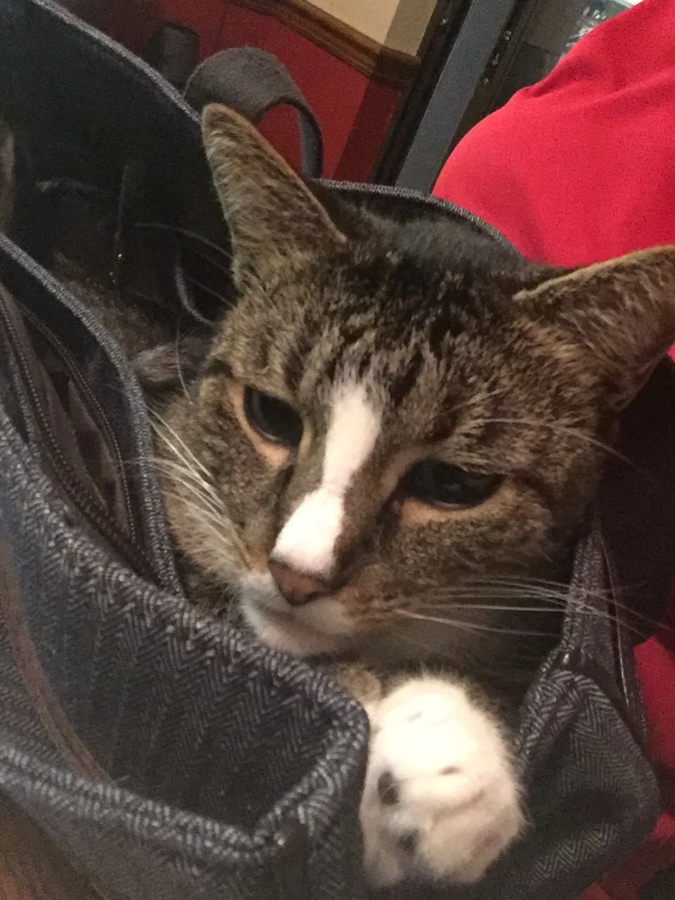 Lost cat in Ocklawaha, FL, 32179