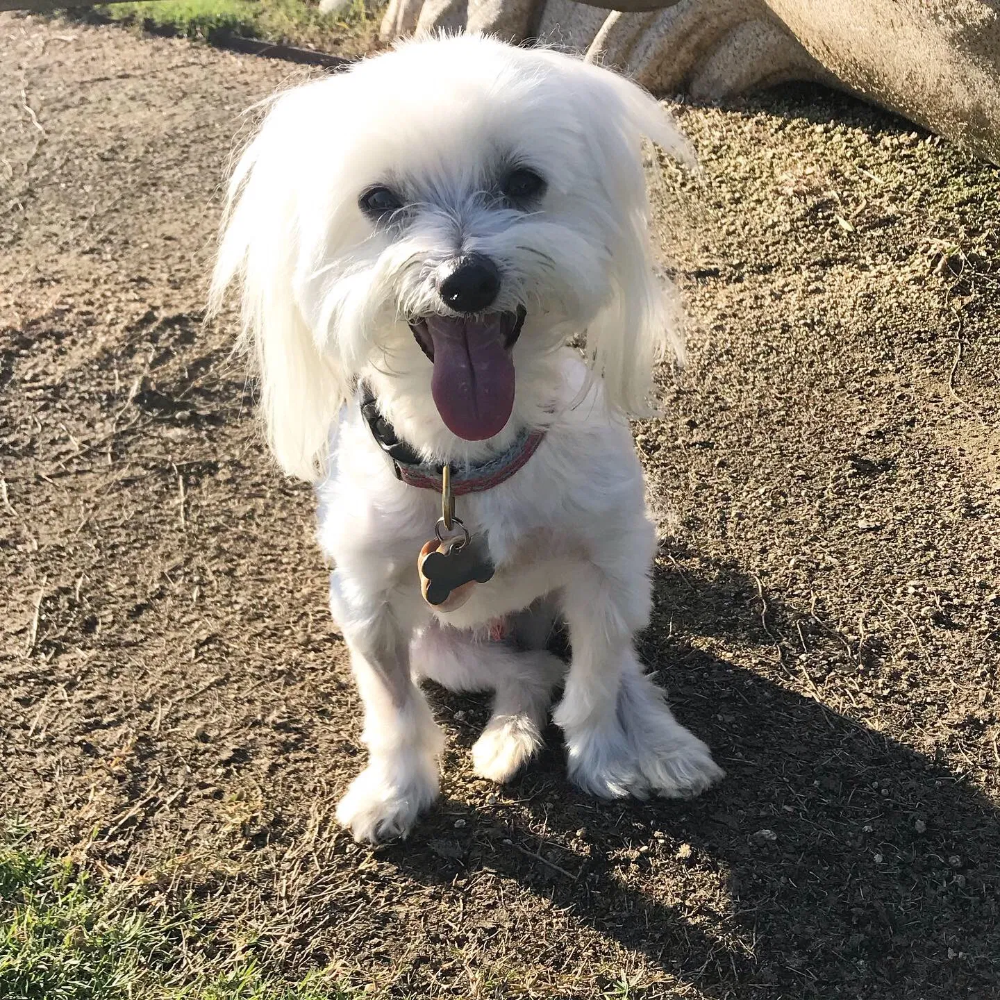 Lost dog in Nashville, NC, 27856